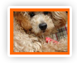 Umma Hond