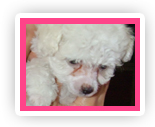 Umma Hond
