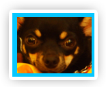 Umma Hond